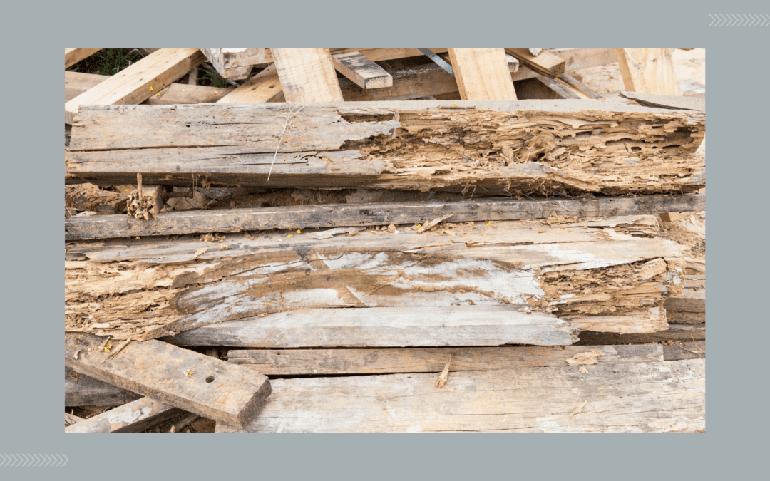 Is It Mold or Wood Staining?